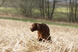 SETTER IRLANDAIS 358